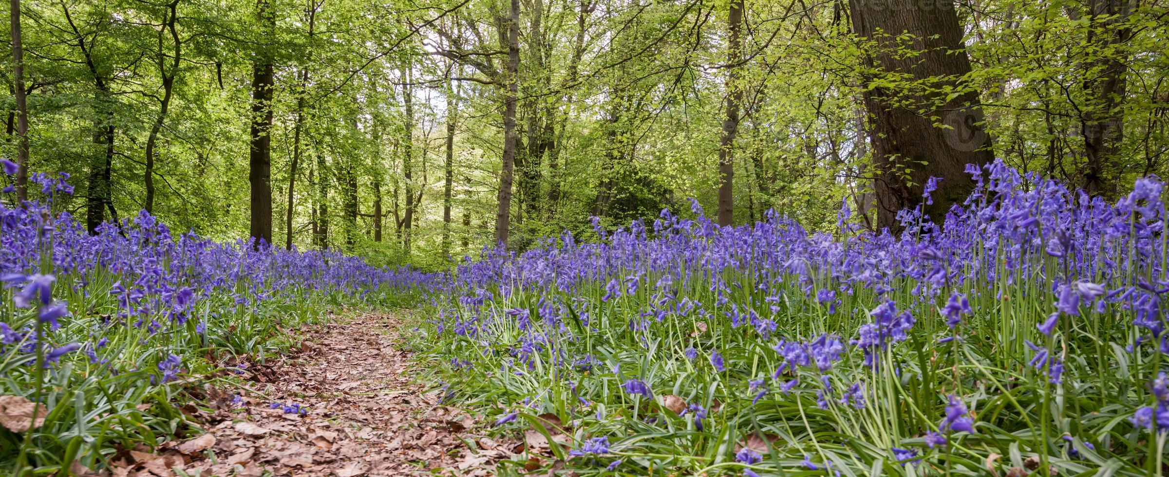 Bluebells dans staffhurst woods près de oxted surrey photo