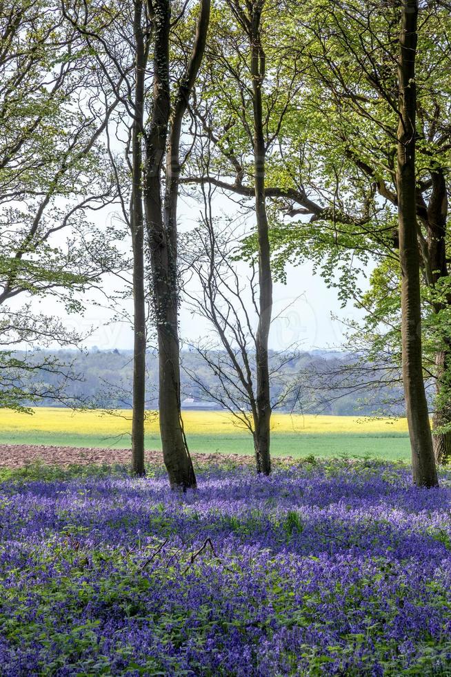 jacinthes des bois en bois de wepham photo