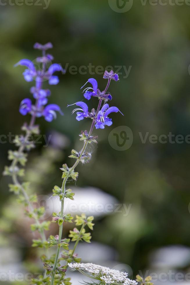 salvia pratensis poussant à l'état sauvage dans les dolomites photo