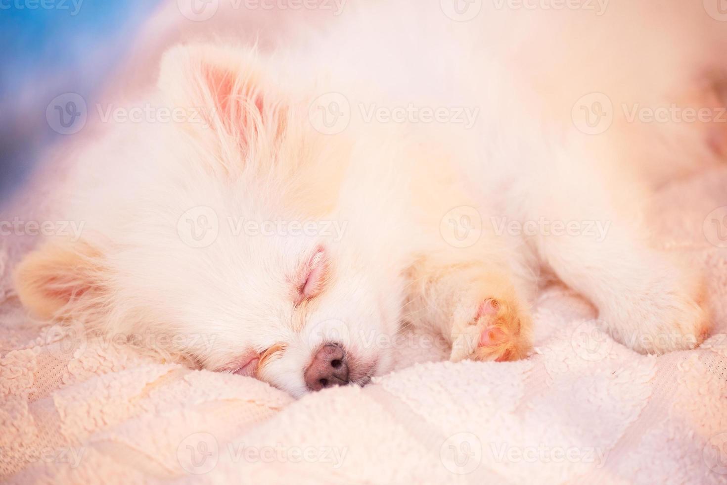 le chiot spitz poméranien dort sur un plaid beige. chiot mignon. photo