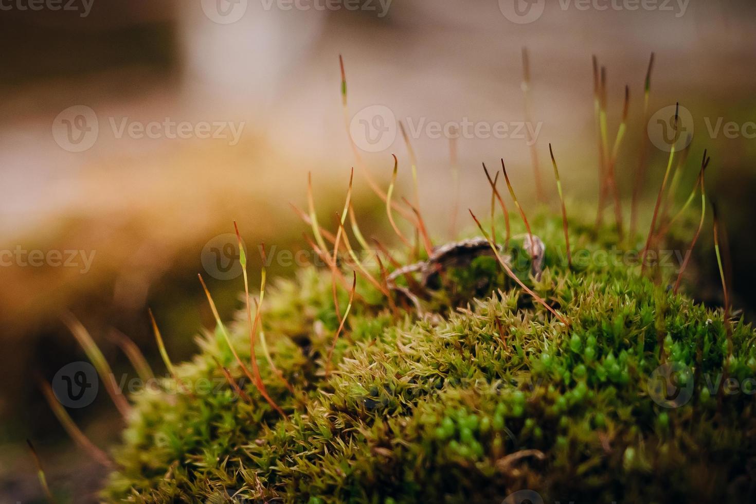 mousse verte en gros plan. macrocosme des plantes. photo