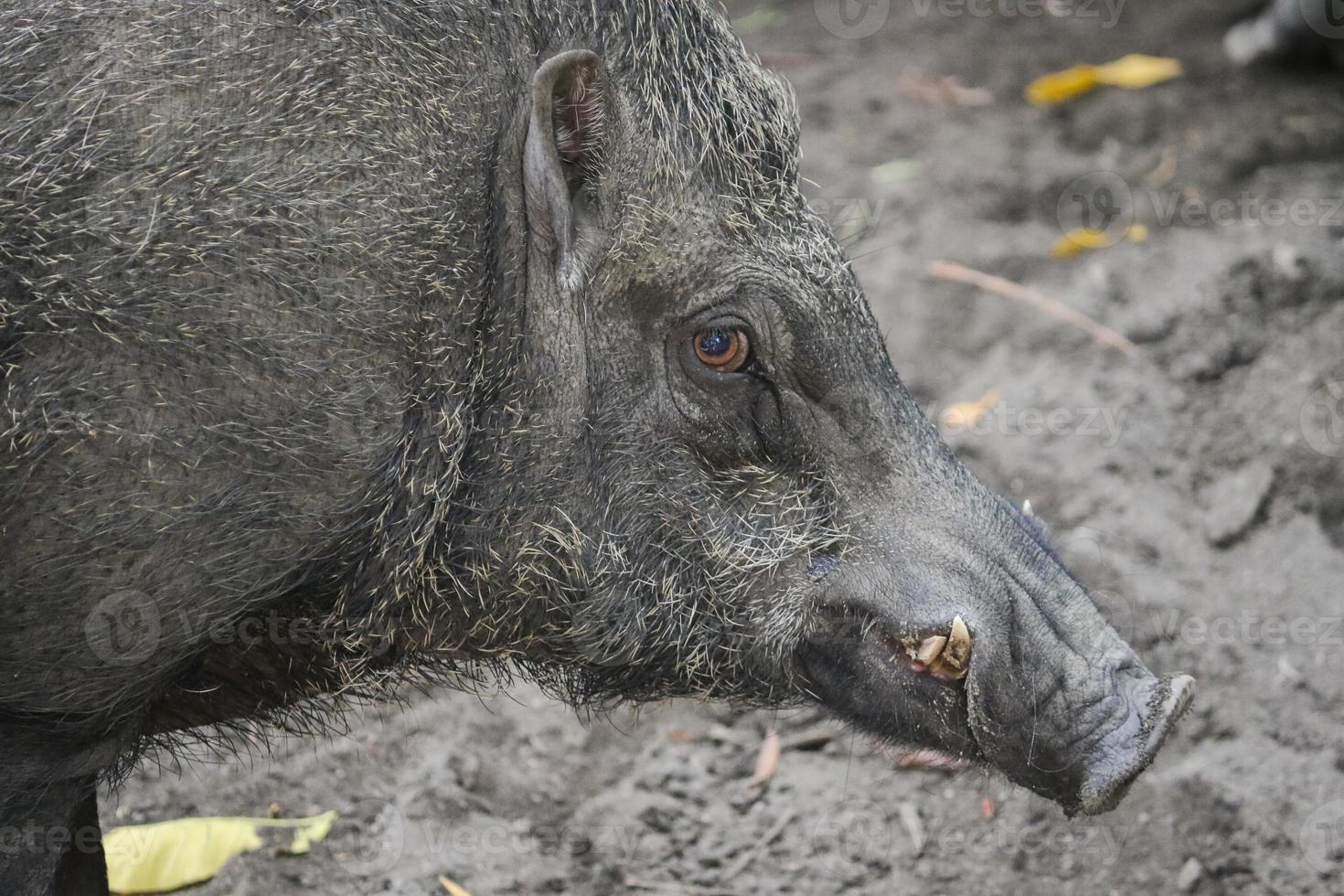 gros plan de sanglier dans la faune. photo