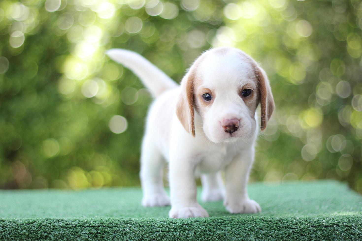 ces chiens sont utilisés pour détecter les aliments dans les bagages. Les beagles ont un excellent nez. les beagles sont utilisés dans une gamme de procédures de recherche. photo