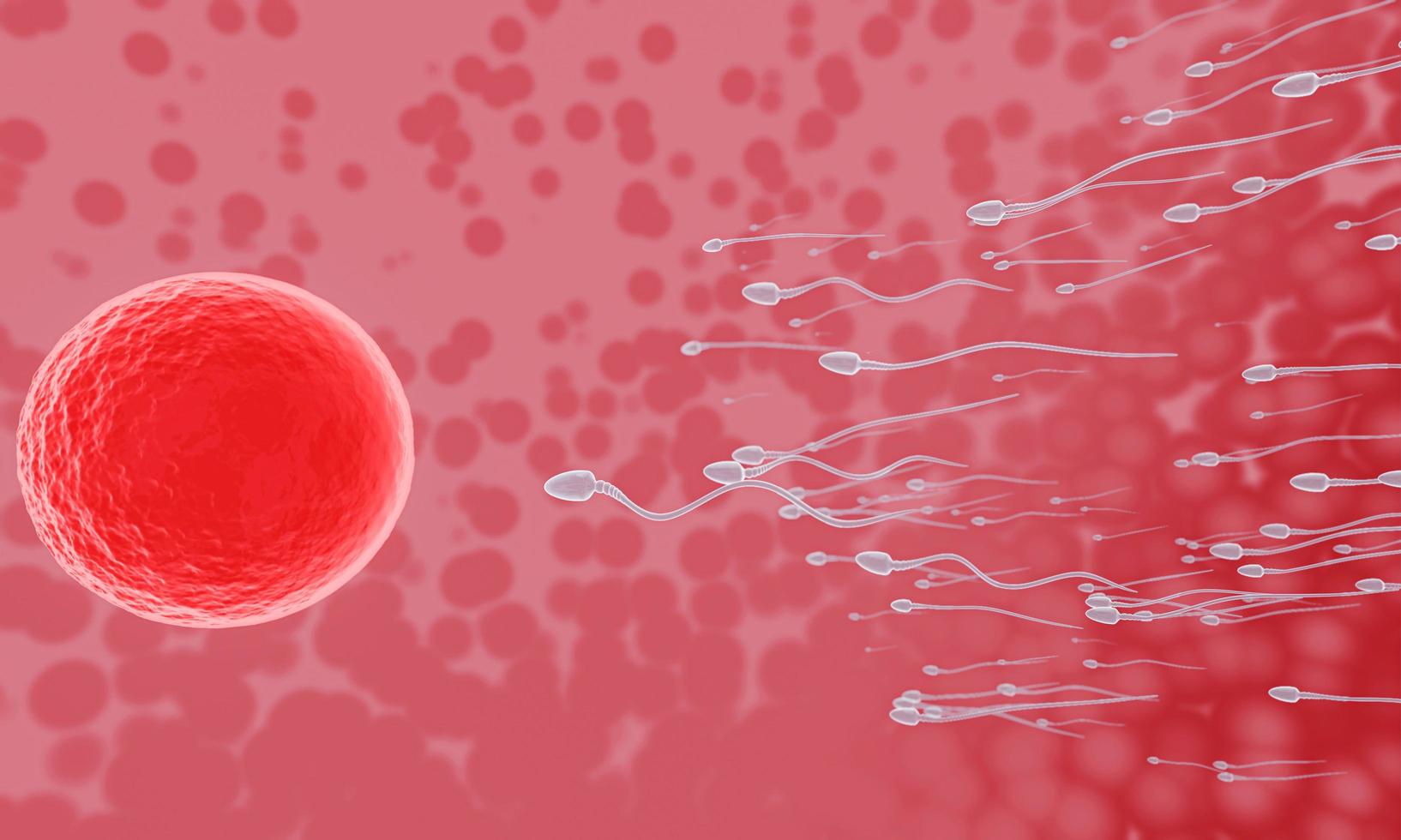 le sperme est dirigé vers l'ovule. faire l'accouplement humain. un modèle de pré-fécondation entre un ovule et un spermatozoïde. rendu 3d photo