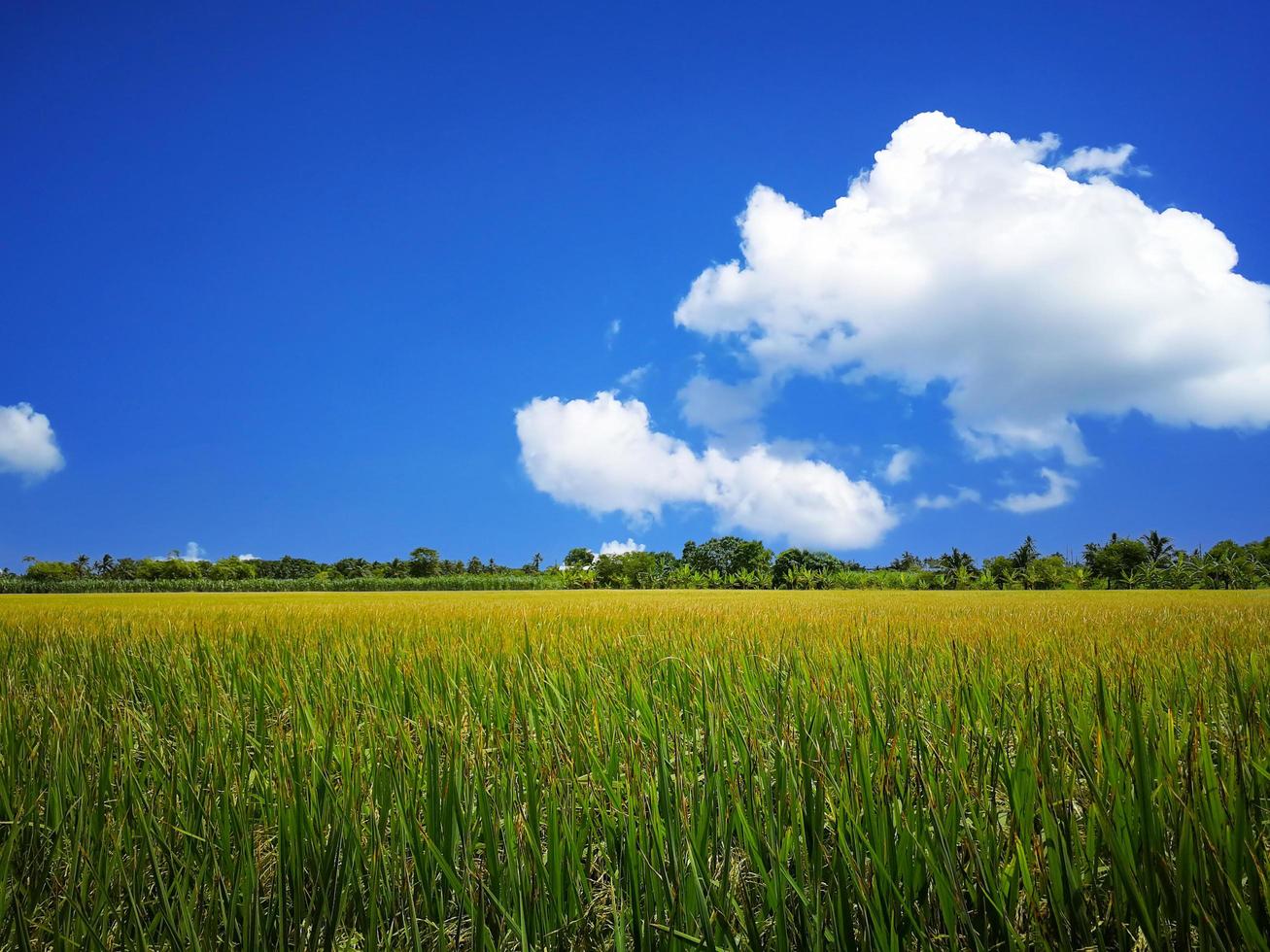 rizières spacieuses, tiges de riz, jaune d'or. feuilles de riz vert vif. le ciel est bleu vif et les nuages blancs. rizières en thaïlande photo
