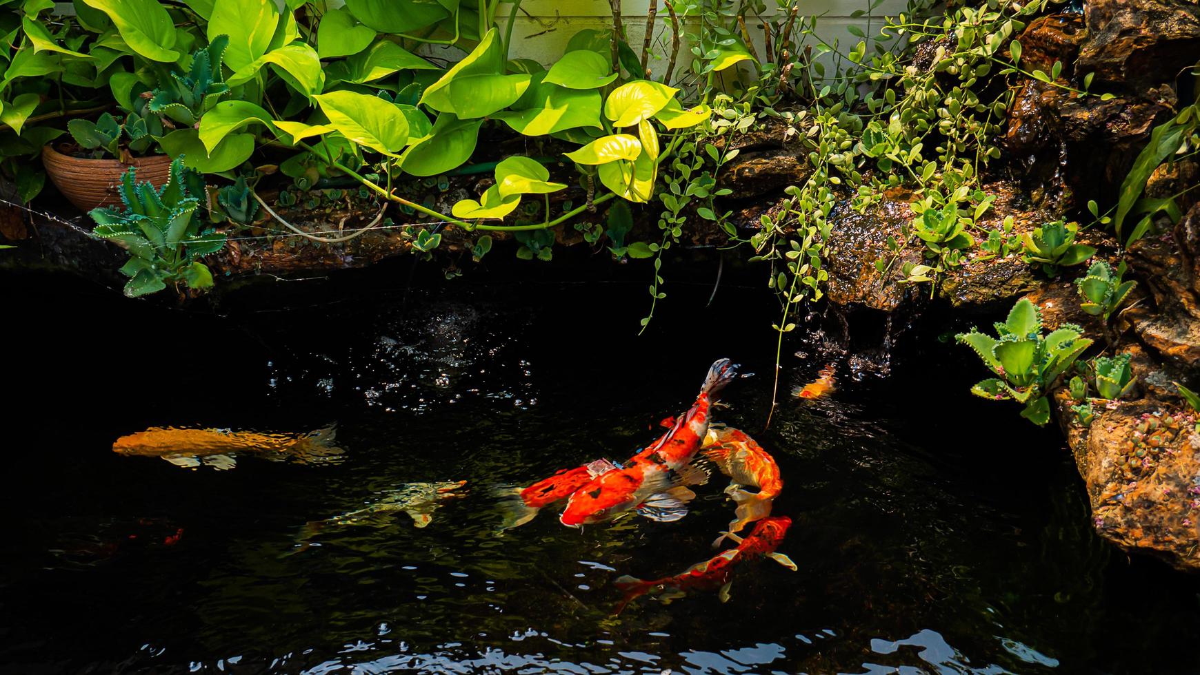 poisson koi du japon ou carpe fantaisie nageant dans un étang à poissons d'étang noir. animaux de compagnie populaires pour la détente et le sens du feng shui. animaux de compagnie populaires parmi les gens. les asiatiques aiment l'élever pour la bonne fortune. photo