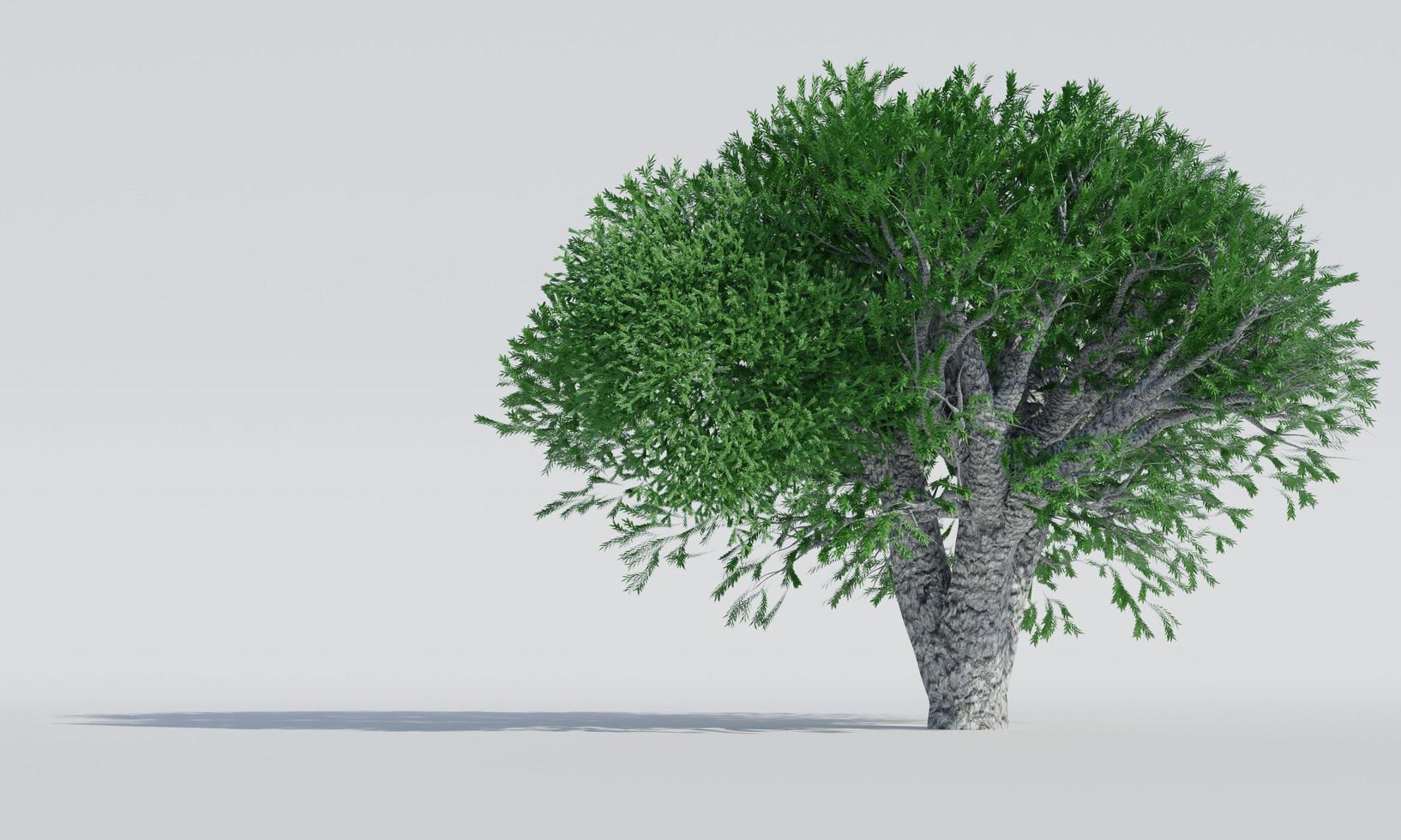 arbre à feuilles caduques isolé sur fond blanc. rendu 3d. photo