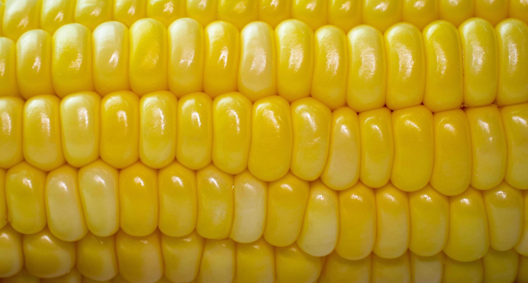 gros plan les grains de maïs sont alignés dans une rangée de grains de maïs. épis de maïs jaune doré frais bouillis. photo