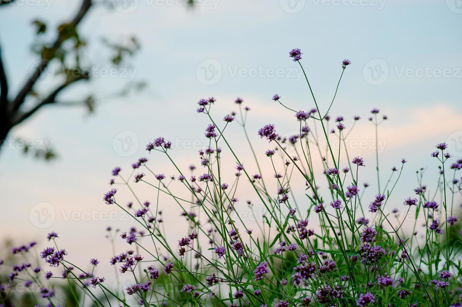 jardin de fleurs pourpres beau jardin de fleurs avec espace de copie clé photo