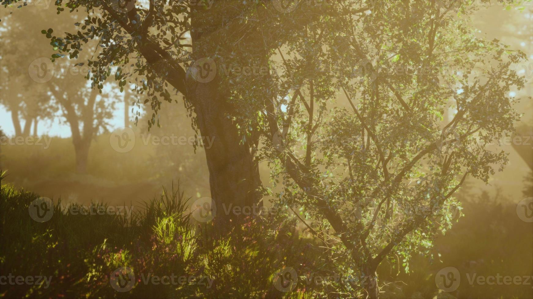 vue panoramique sur la majestueuse forêt à feuilles persistantes dans un brouillard matinal photo