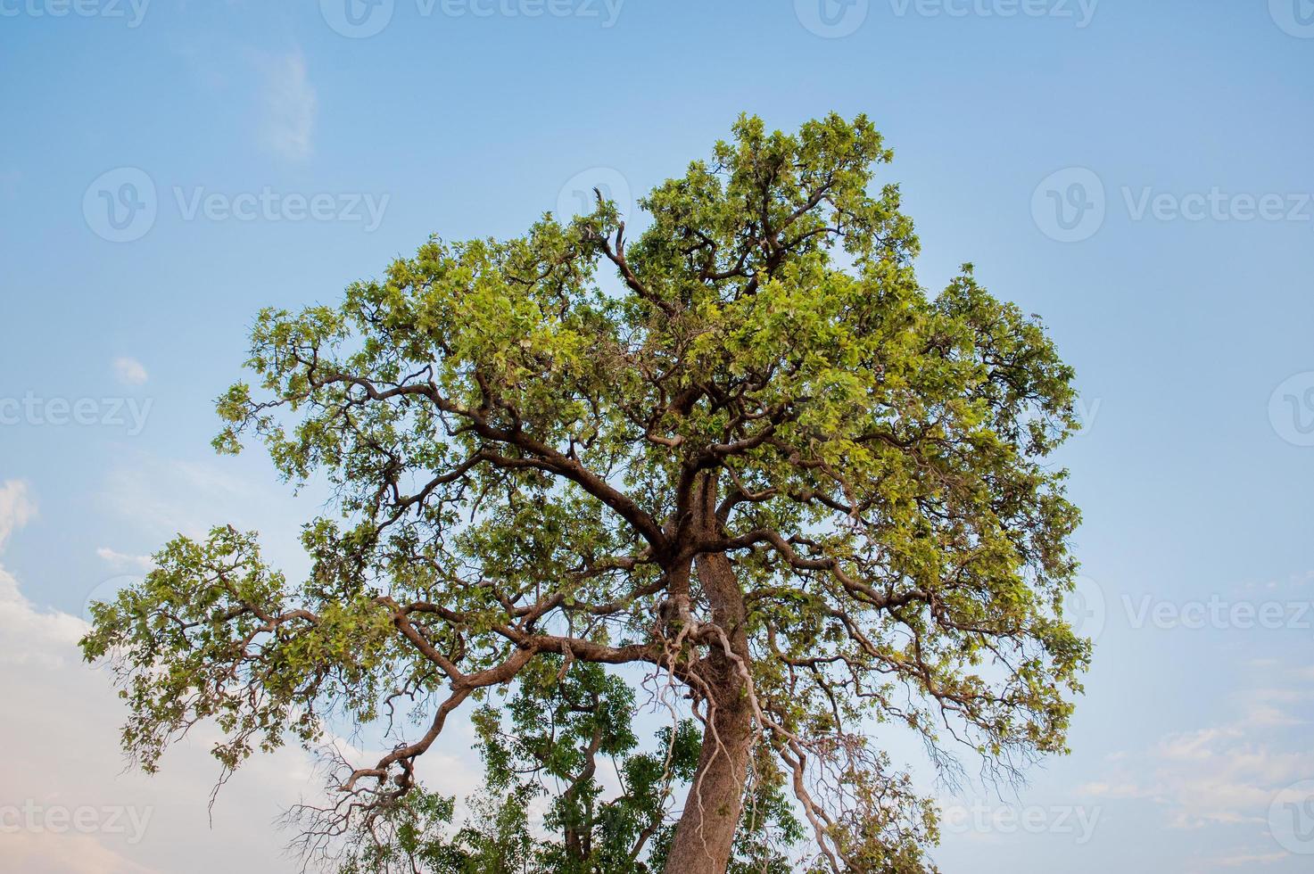 prairies et ciel bleu atmosphère des champs asiatiques et la beauté des arbres et de la nature verdoyante. photo