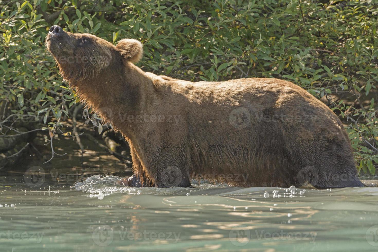 ours grizzli reniflant l'air photo