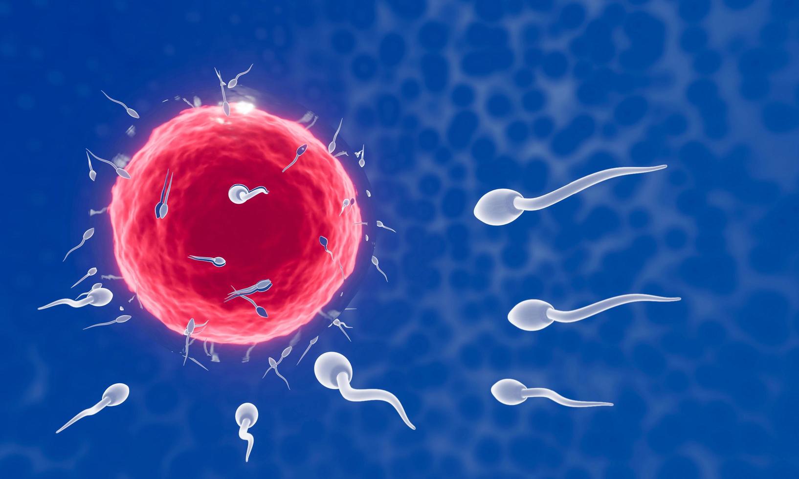 le sperme est dirigé vers l'ovule. faire l'accouplement humain. un modèle de pré-fécondation entre un ovule et un spermatozoïde. rendu 3d photo