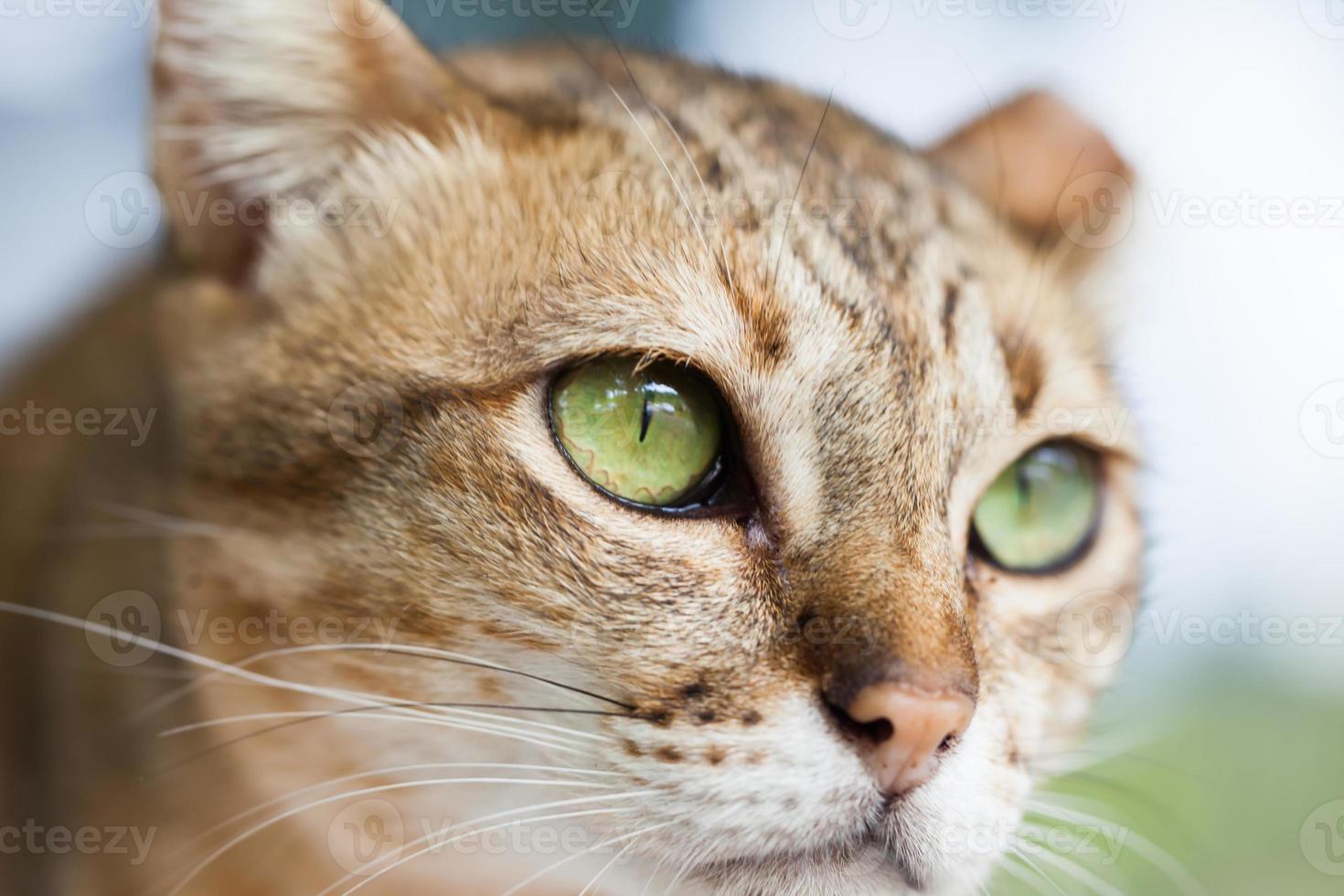 oeil de chat, chat bengal en marron clair et crème photo