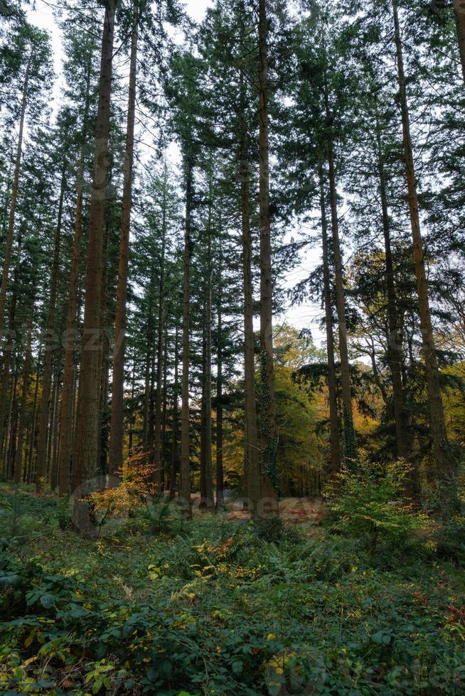 parc forestier de tollymore irlande du nord uk photo