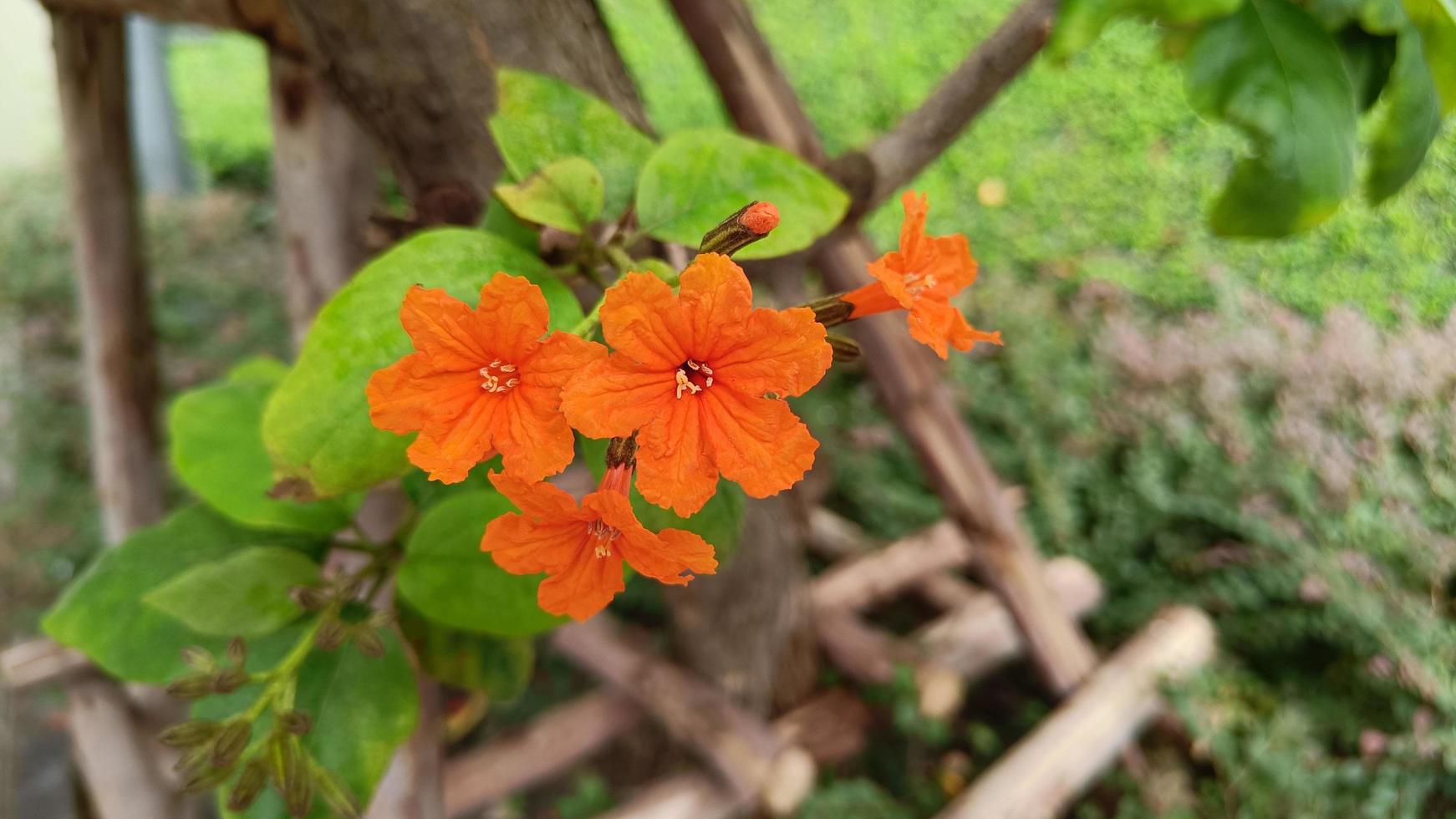 gros plan arbre geiger orange photo