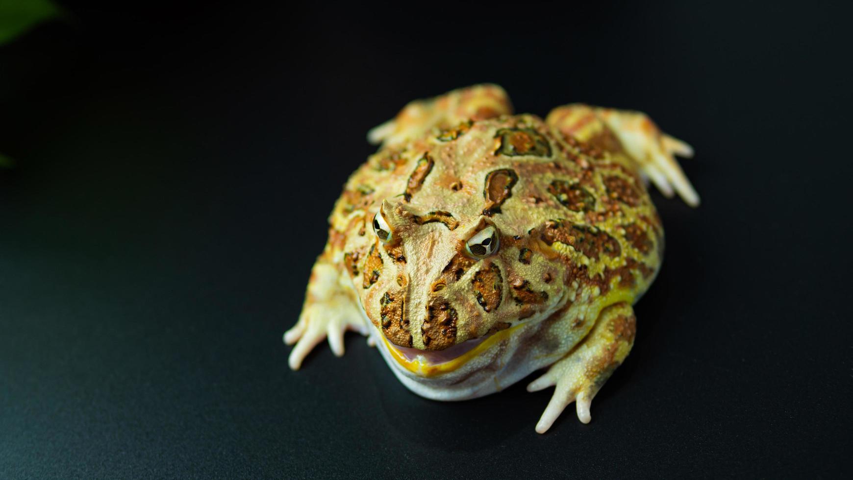 la grenouille cornue argentine jaune avec des rayures brunes. la grenouille était assise immobile sur une surface ou un fond noir. photo