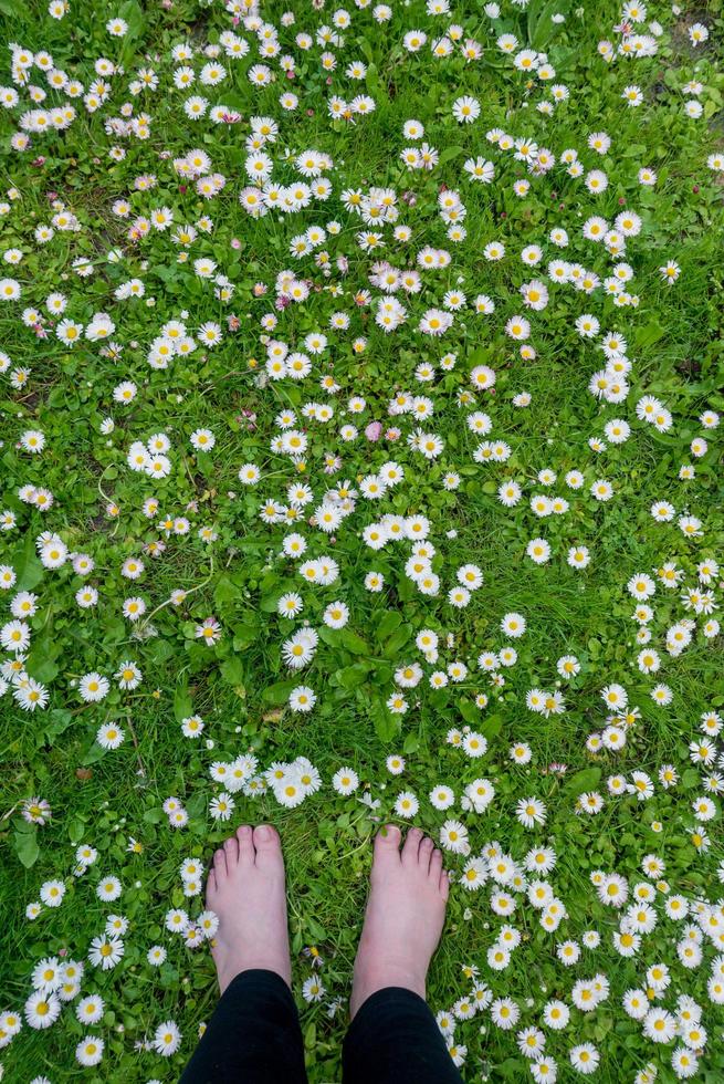 marguerites blanches fleurissant sur le pré. photo