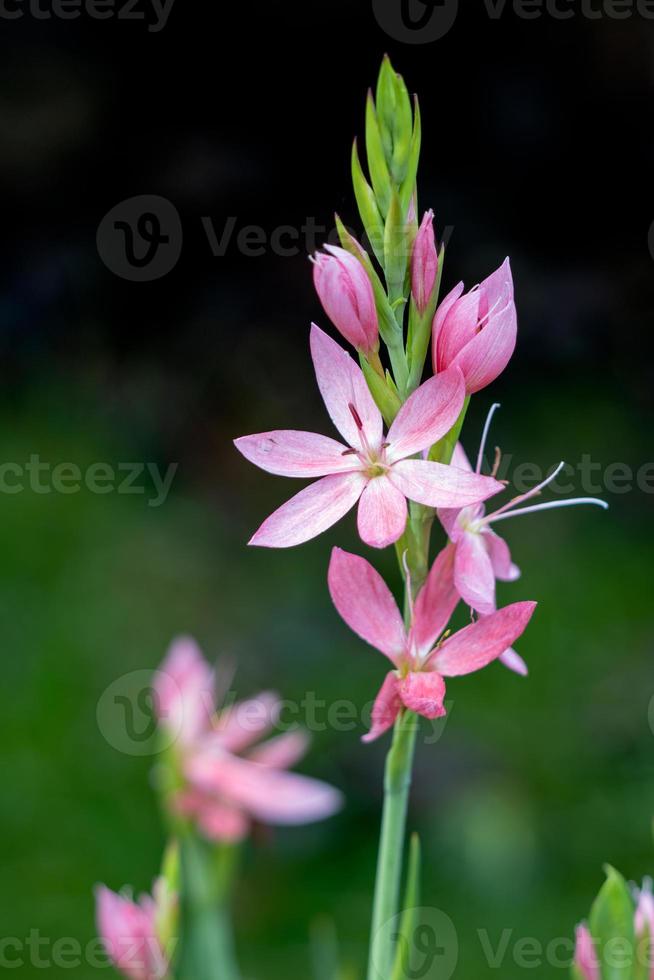 Kaffir Lily, crimson flag lily floraison dans un jardin anglais photo