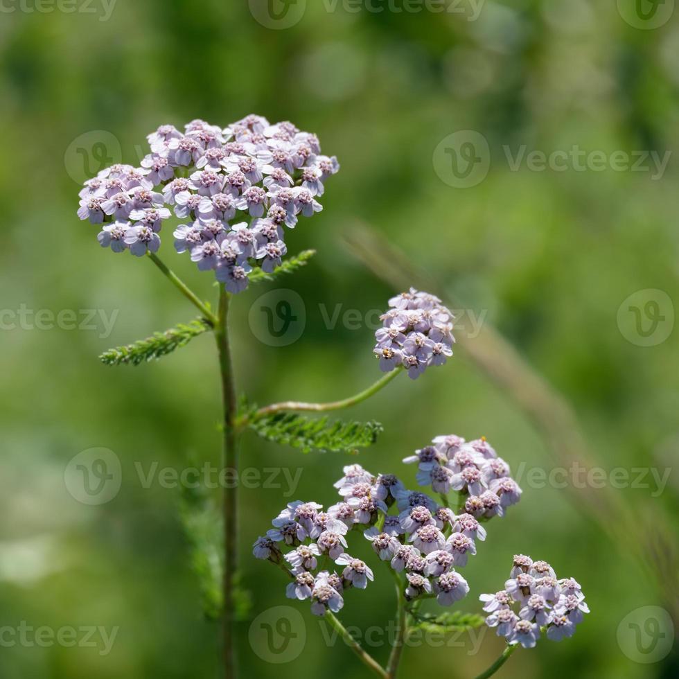 Flowerhead rose d'une achillée millefeuille qui fleurit dans les dolomites photo