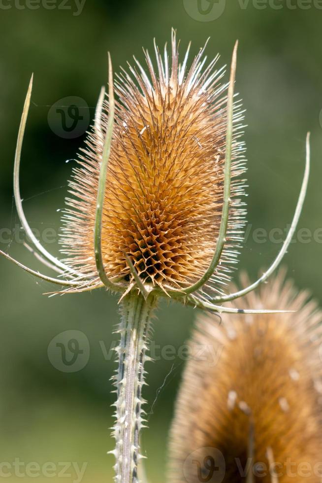 Chardons en fleurs dans la campagne du Surrey photo