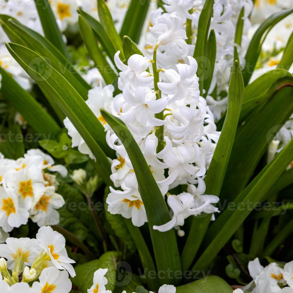 fleur de jacinthe blanche qui fleurit dans un parterre de fleurs à east grinstead photo
