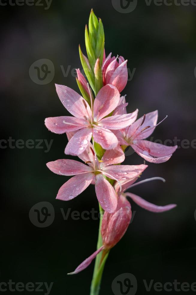 Kaffir Lily, crimson flag lily floraison dans un jardin anglais photo