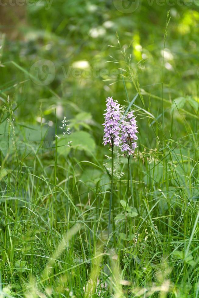 Orchidée tachetée de bruyère floraison en été photo