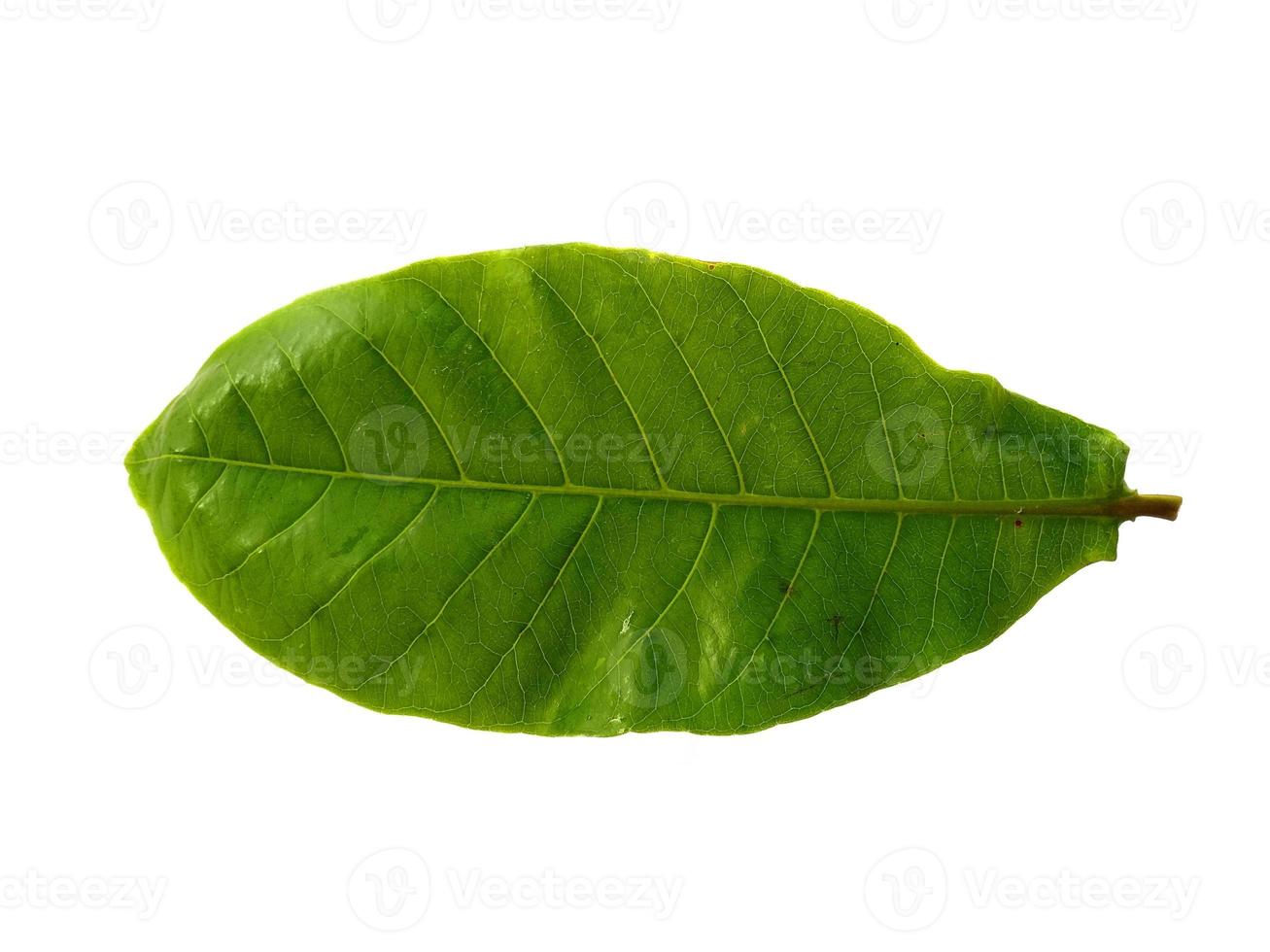 Feuilles de calotropis gigantea ou feuille de calotrope géant isolé sur fond blanc photo