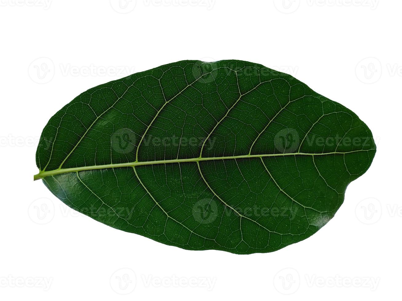 Feuilles de jacquier vert sur fond blanc photo