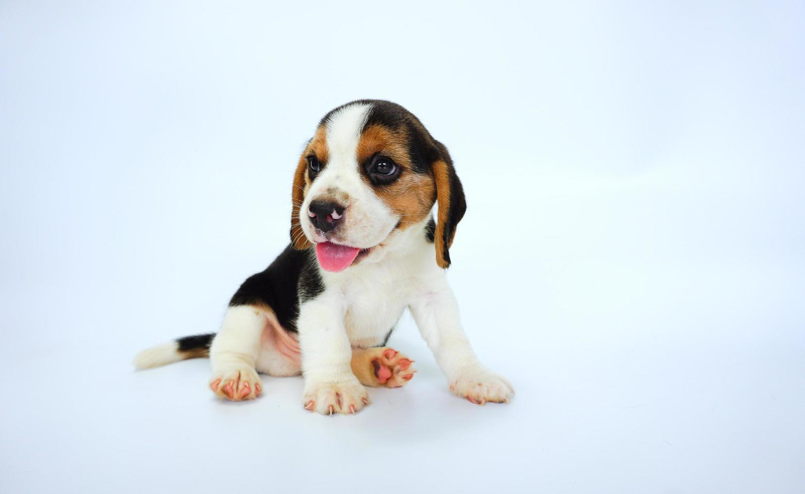 adorable beagle tricolore sur écran blanc. les beagles sont utilisés dans une gamme de procédures de recherche. l'apparence générale du beagle ressemble à un foxhound miniature. les beagles ont un excellent nez. photo