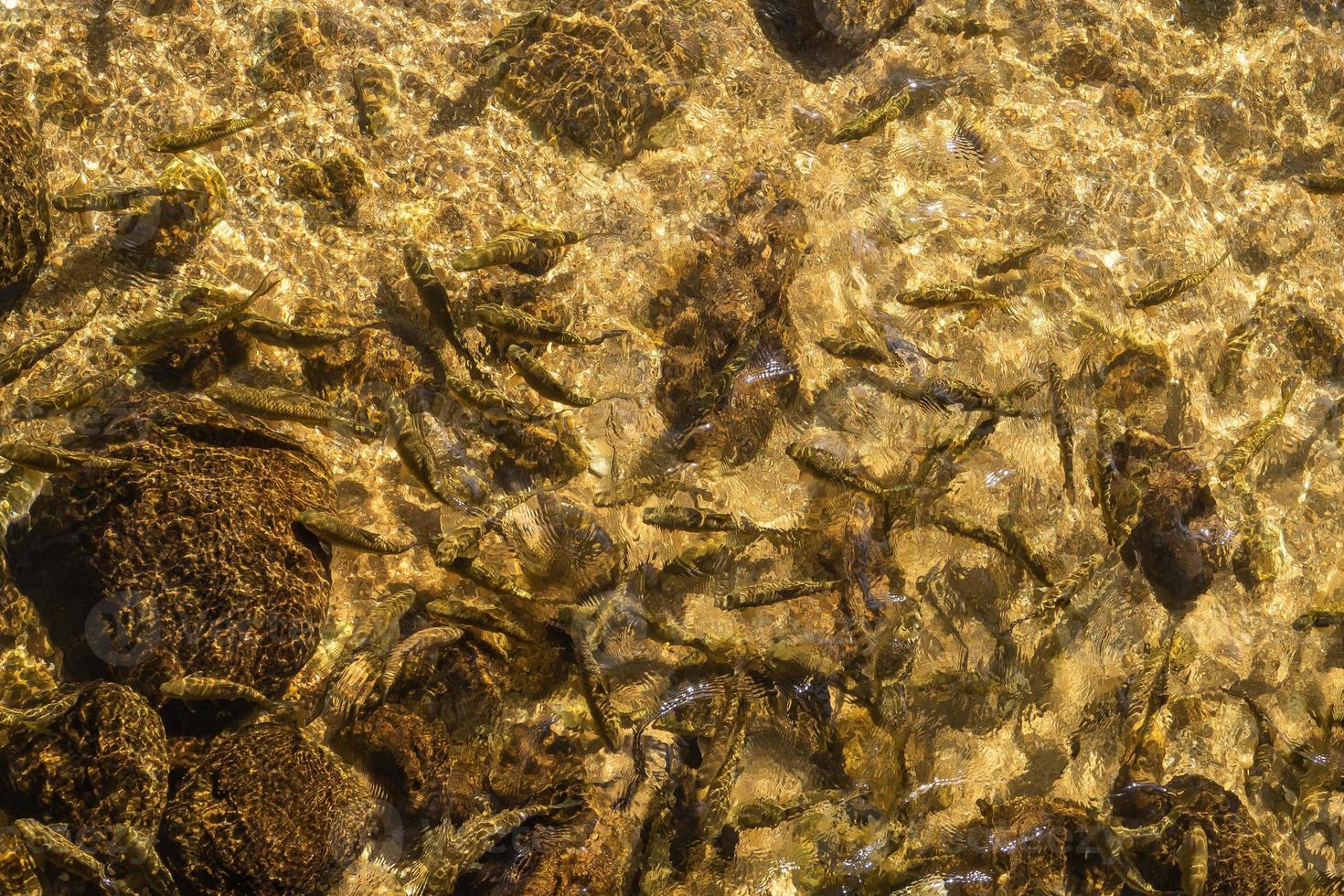 poisson dans l'eau photo