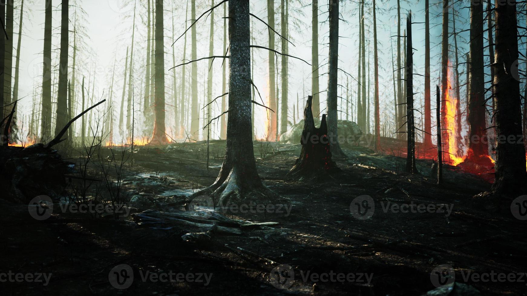 un feu de forêt brûle le sol dans la forêt photo