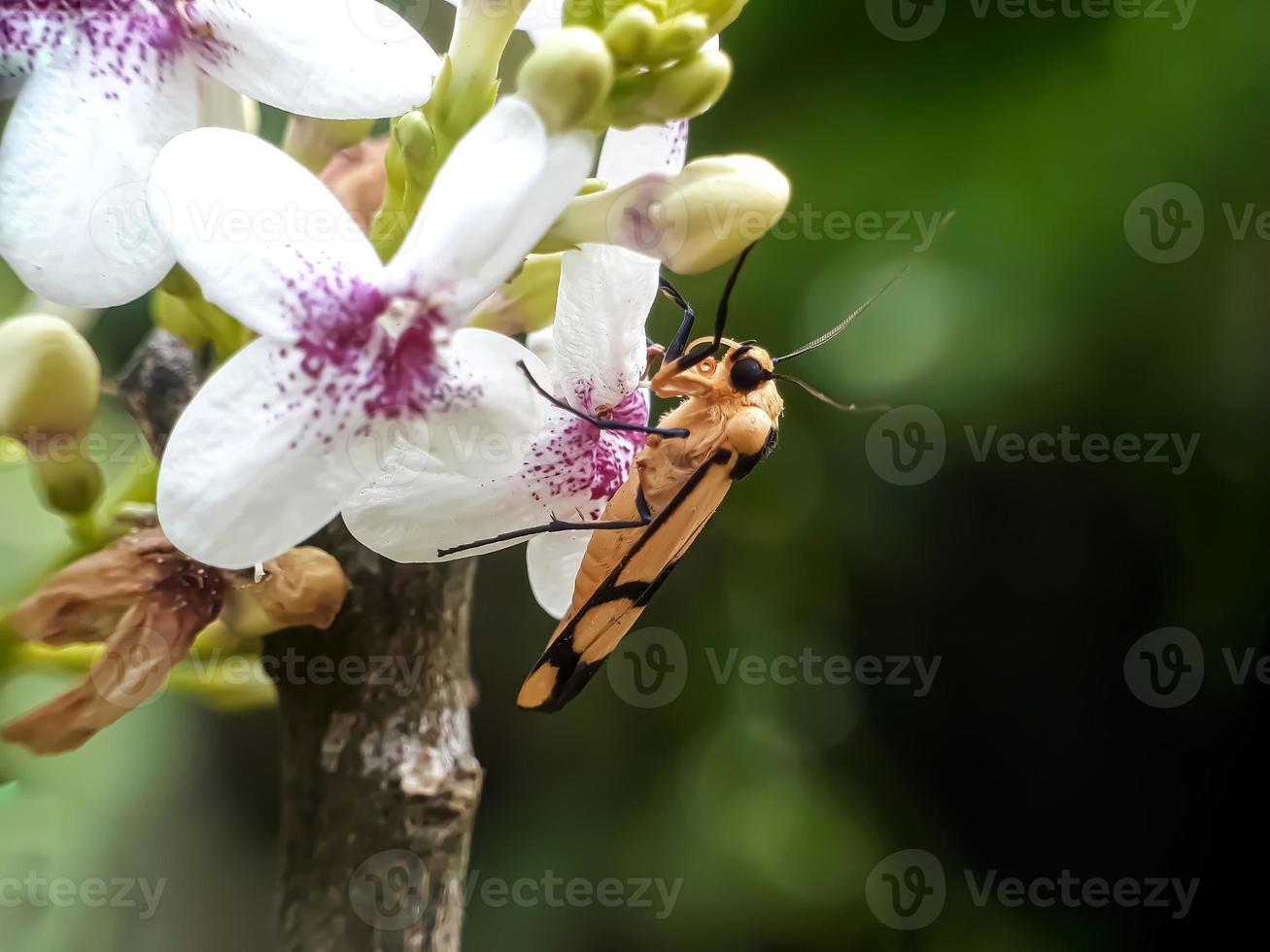 insectes macro, escargots sur fleurs, champignons, orchidées, feuilles, avec un fond naturel photo