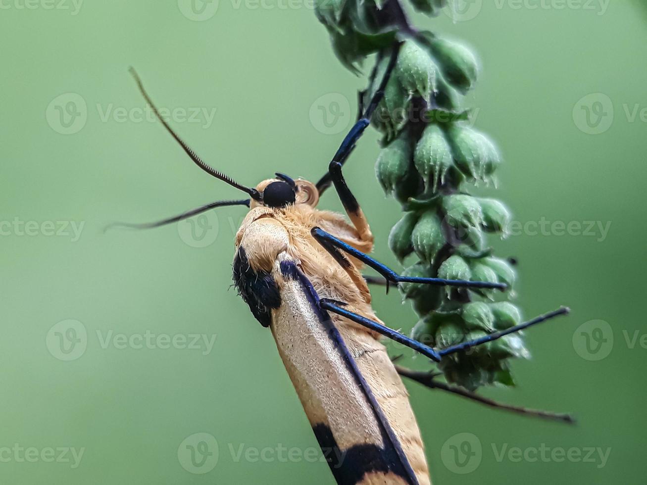 insectes macro, escargots sur fleurs, champignons, orchidées, feuilles, avec un fond naturel photo