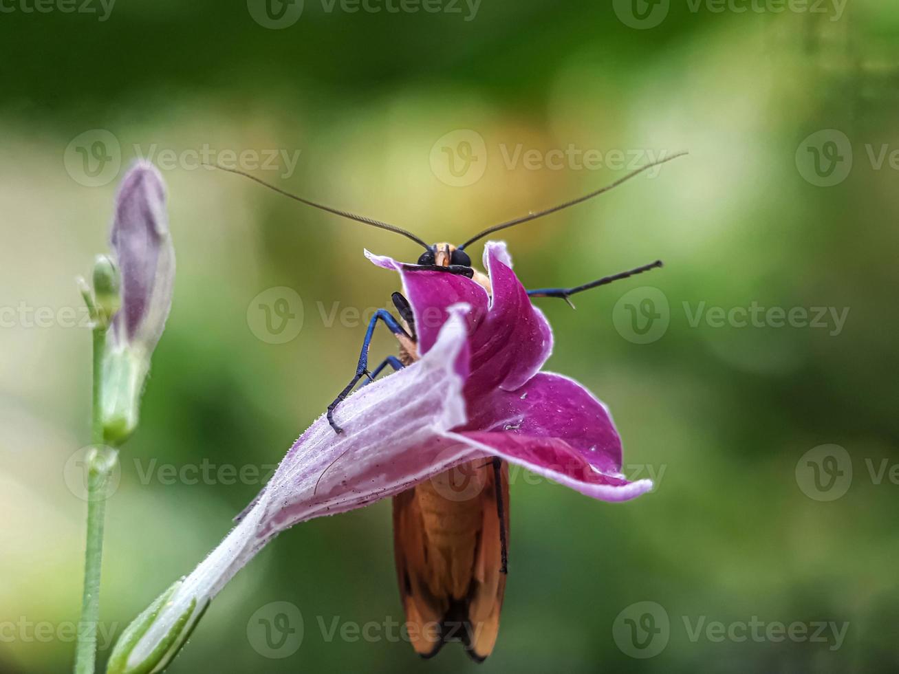 insectes macro, escargots sur fleurs, champignons, orchidées, feuilles, avec un fond naturel photo