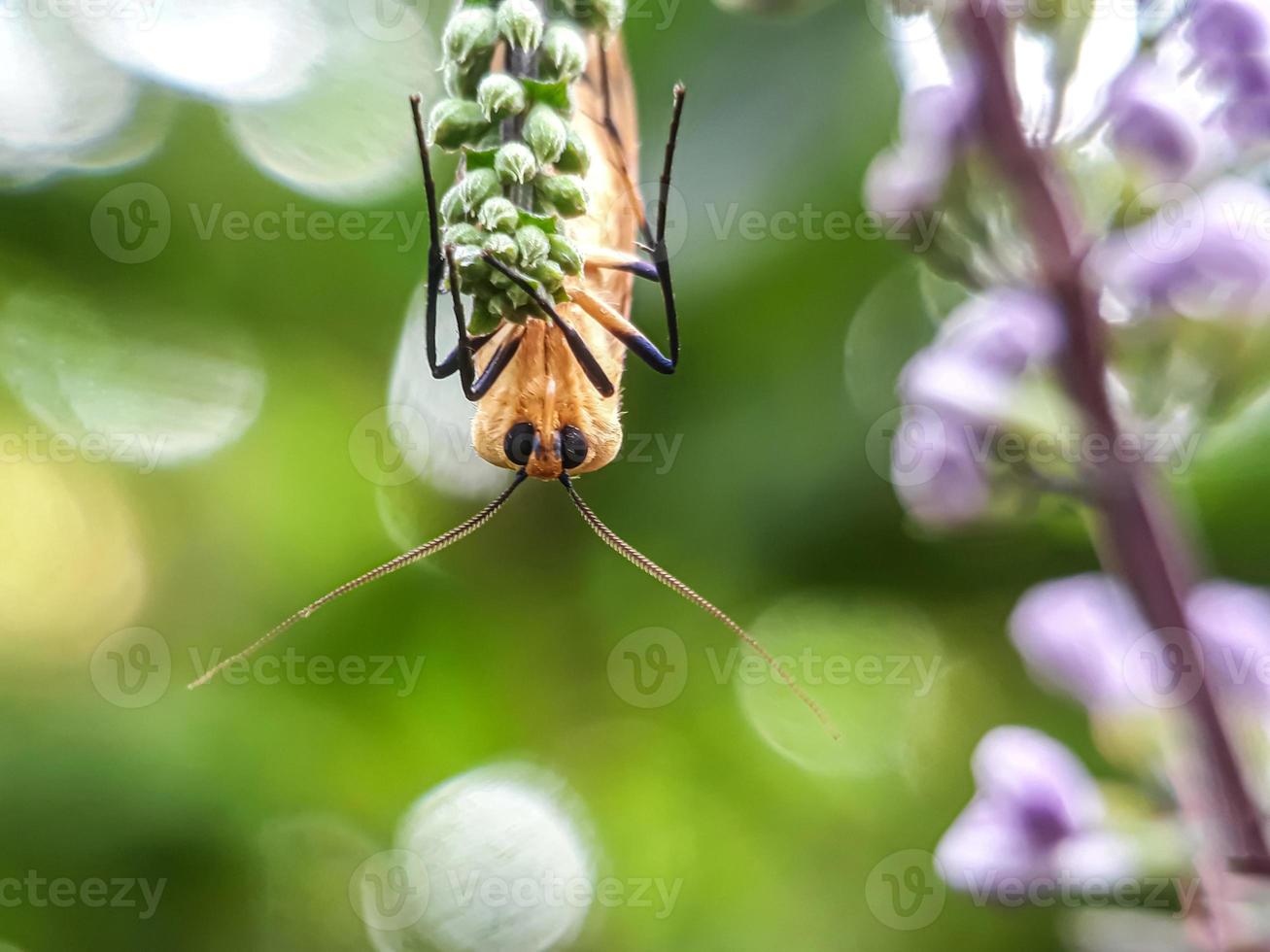 insectes macro, escargots sur fleurs, champignons, orchidées, feuilles, avec un fond naturel photo