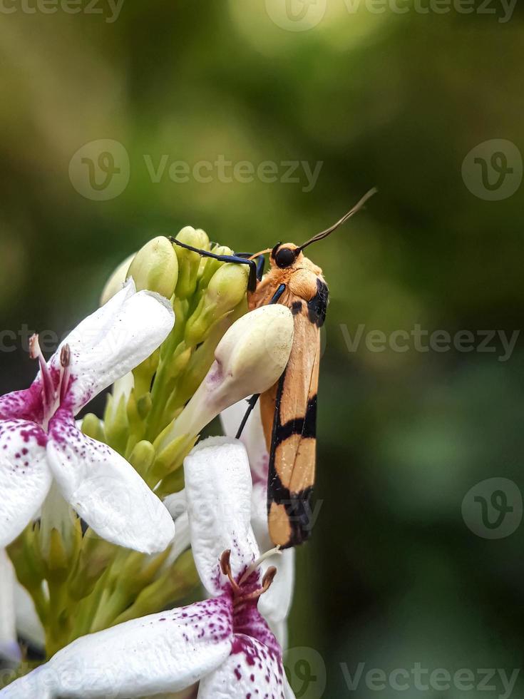 insectes macro, escargots sur fleurs, champignons, orchidées, feuilles, avec un fond naturel photo