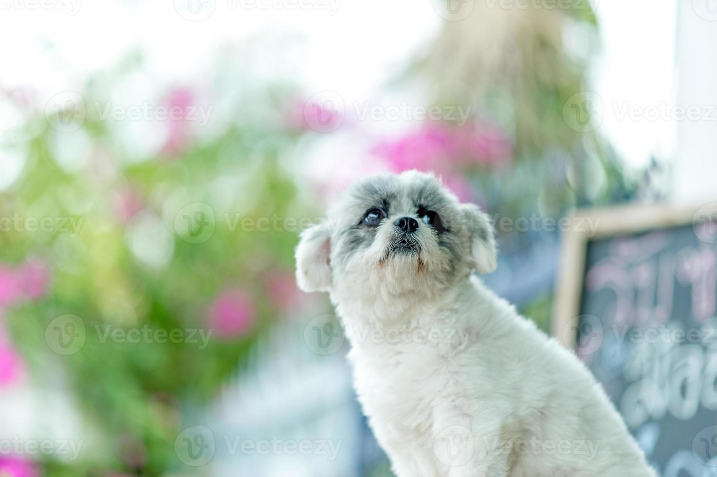 photo de chien blanc, jolie séance photo, concept de chien d'amour