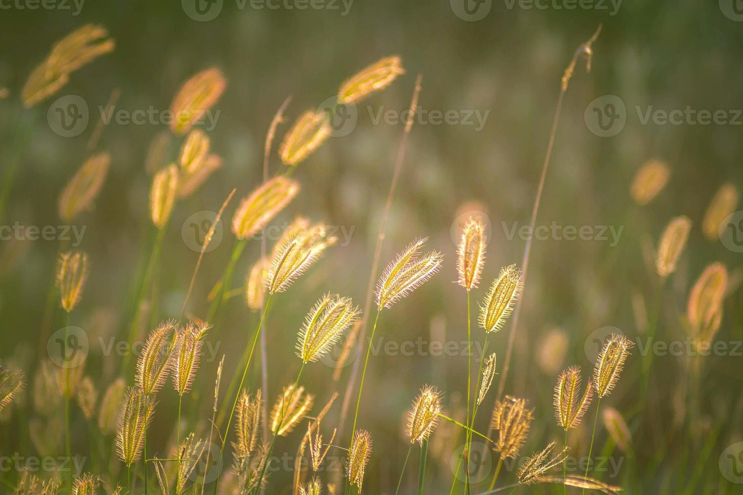 mise au point douce de la belle fleur d'herbe tropicale dans la nature photo