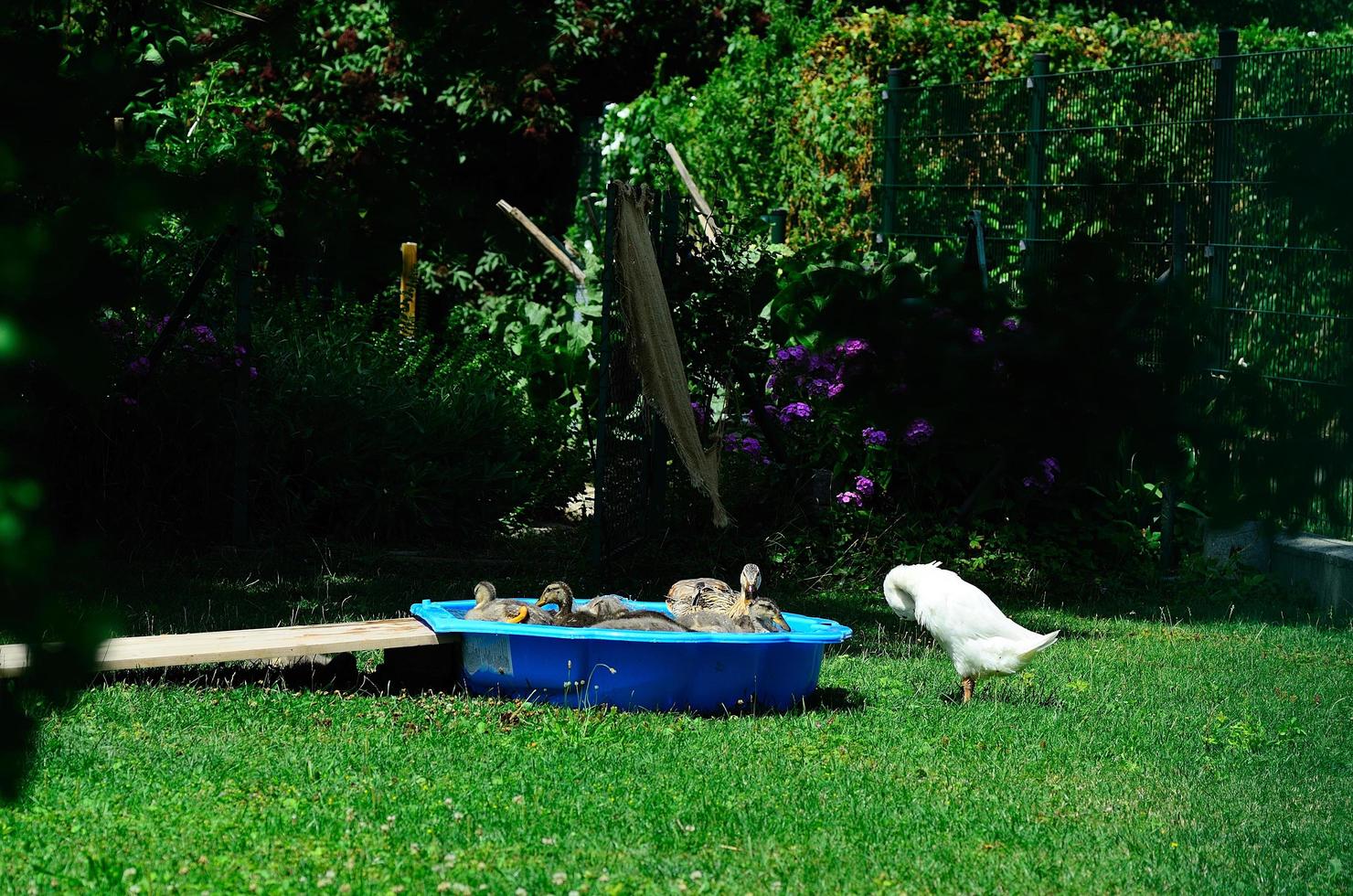 canard dans la baignoire photo