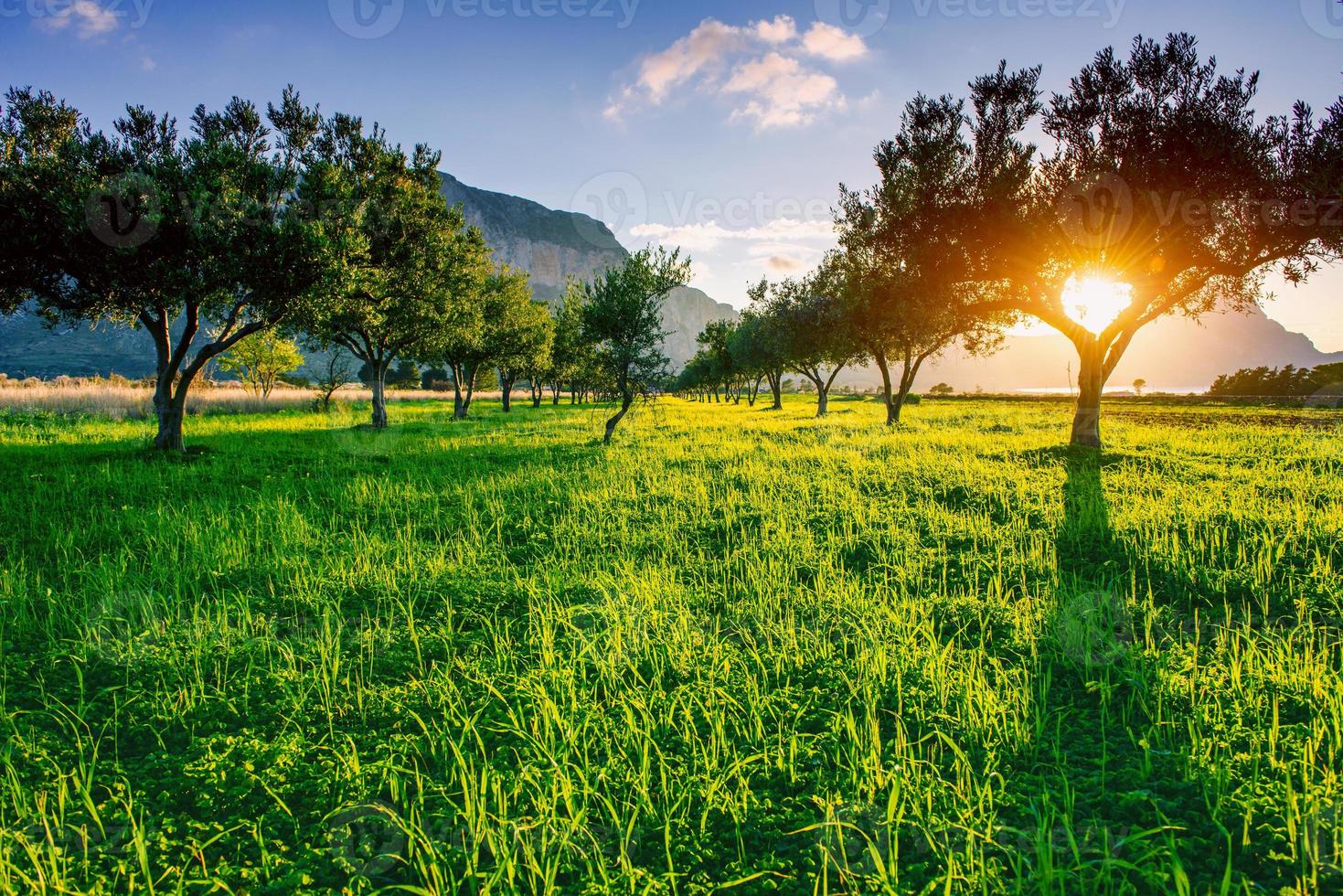 pelouse verte et rayons traversant les arbres au coucher du soleil. photo