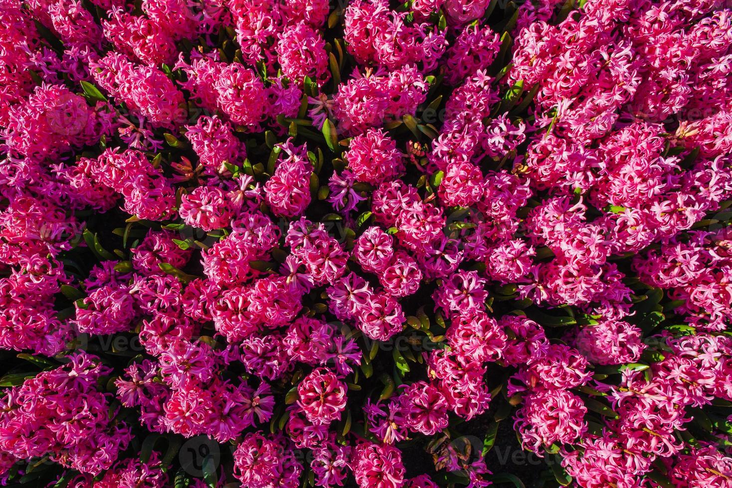 fleurs roses dans les jardins photo