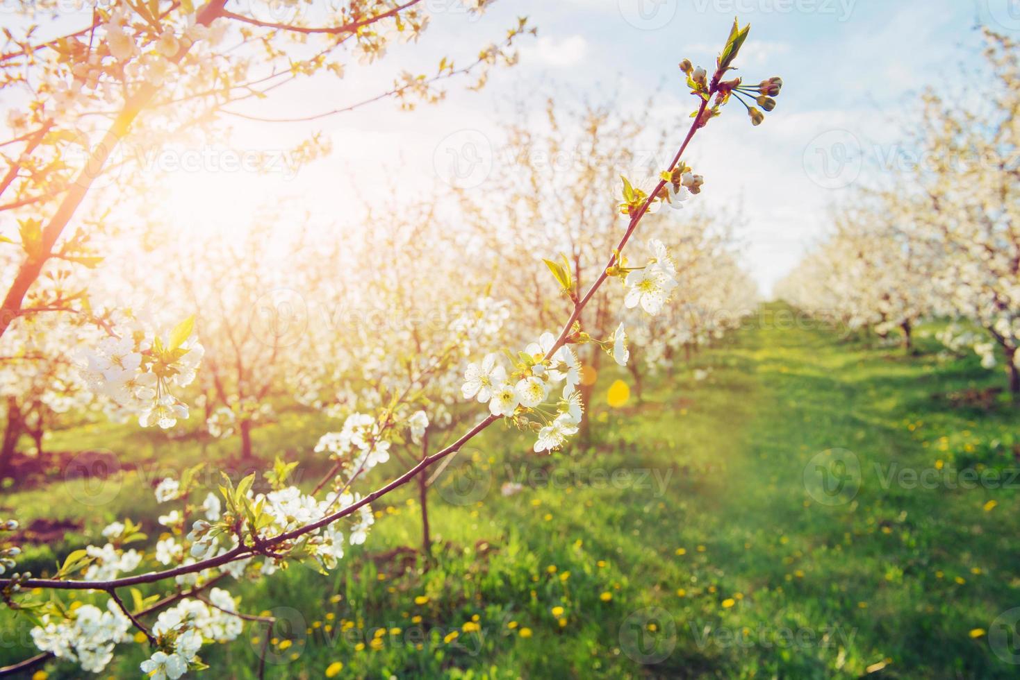 le soleil perce à travers les branches des arbres en fleurs photo