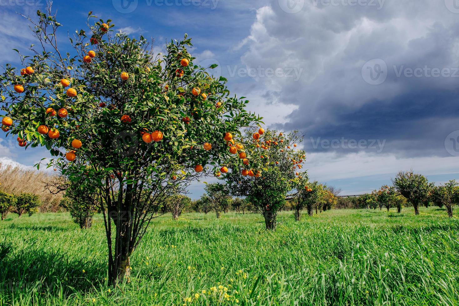 plantations d'orangers photo