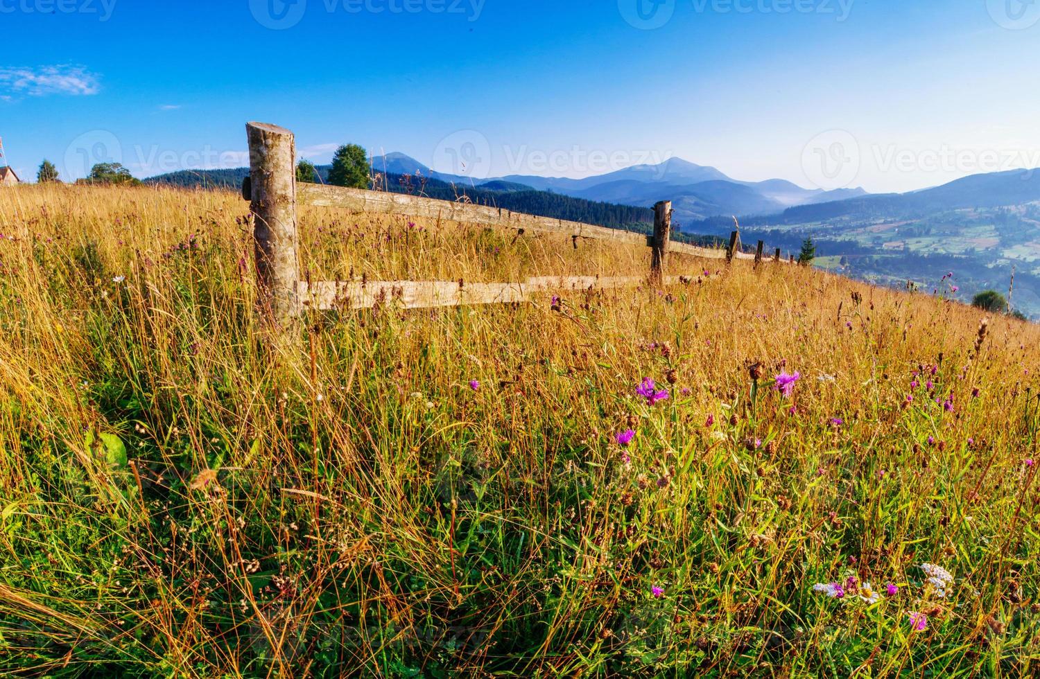 champ d'herbe dans les montagnes photo
