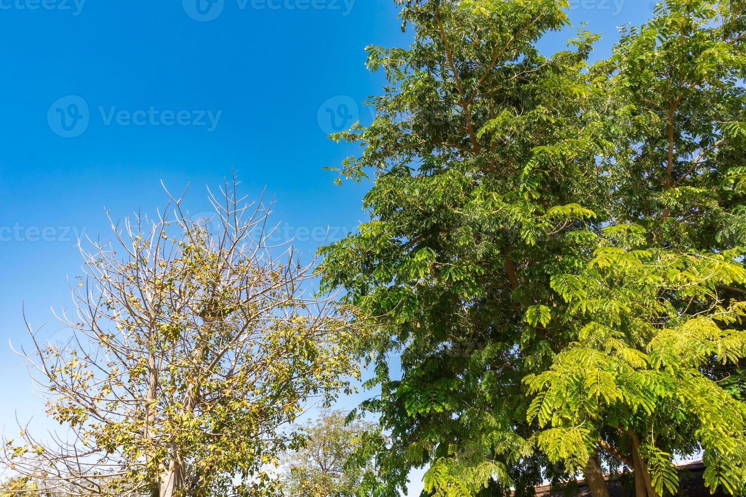 paysage de la forêt photo