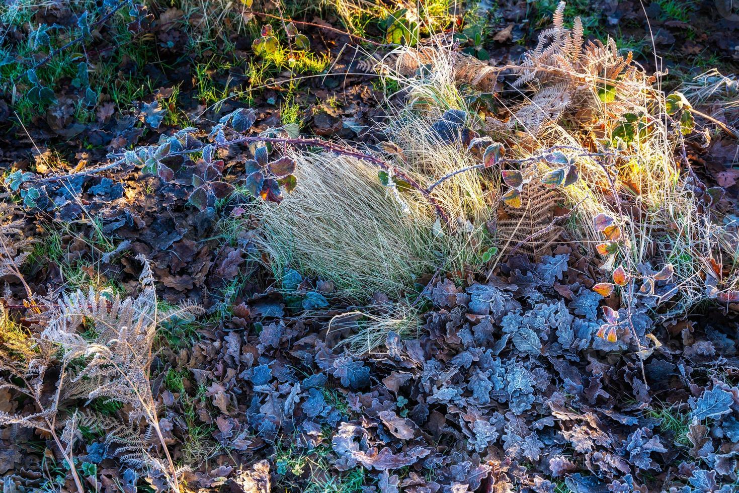 Plantes givrées à la réserve naturelle de chailey dans l'est du sussex photo