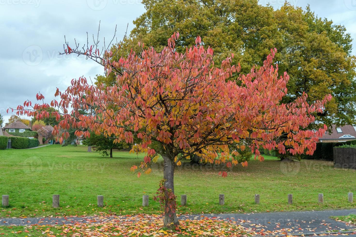 oiseau cerisier en automne à east grinstead photo