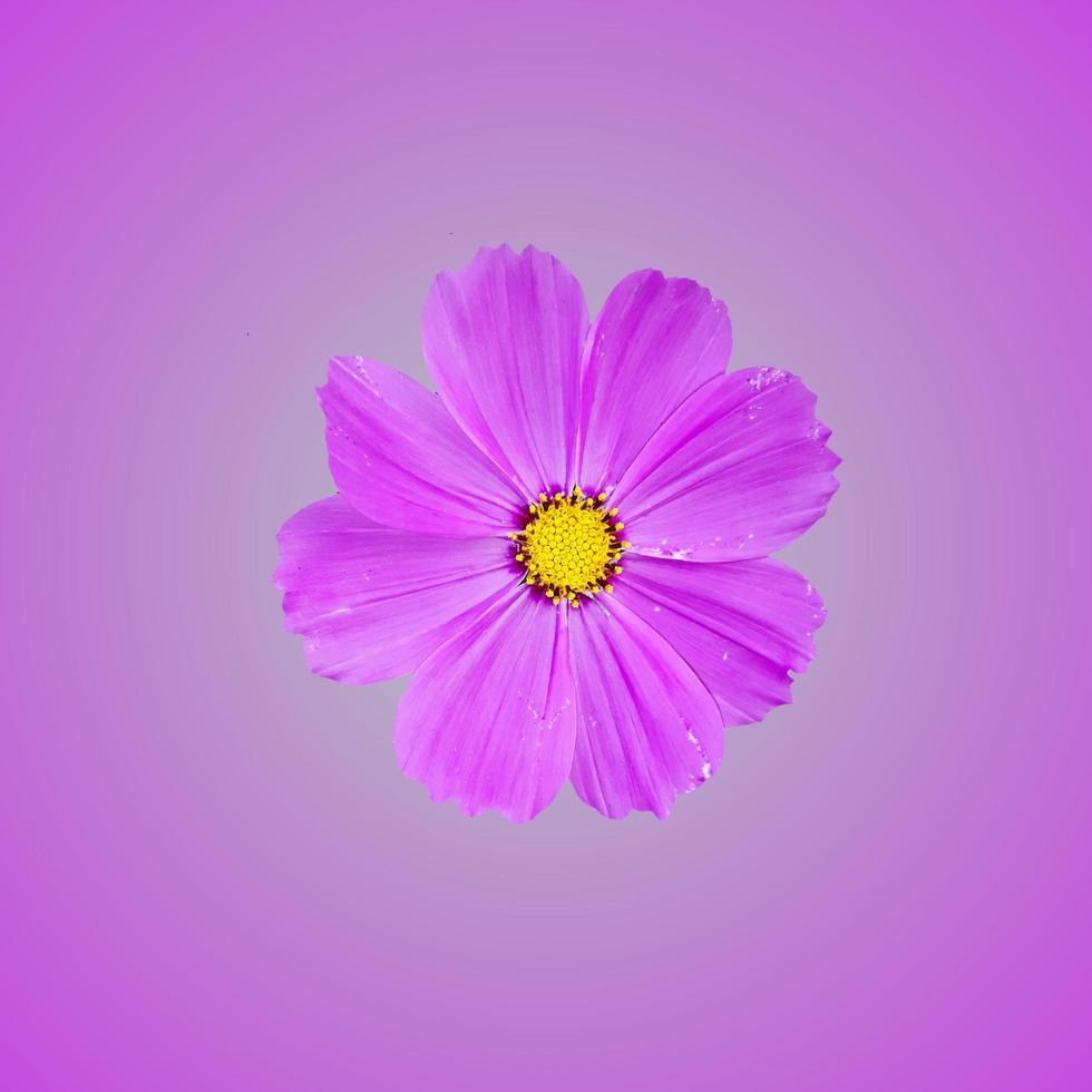 fleur de cosmos floraison printanière photo